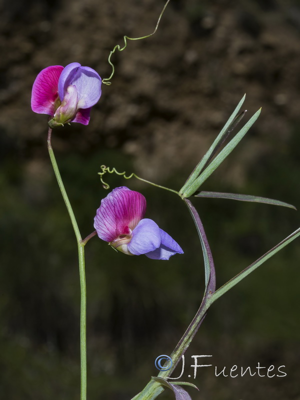 Lathyrus clymenum.25