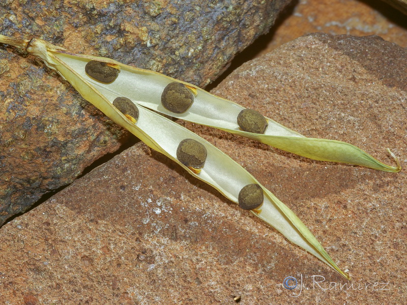 Lathyrus clymenum.30