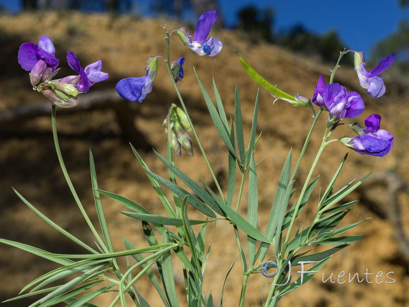 Lathyrus filiformis.01