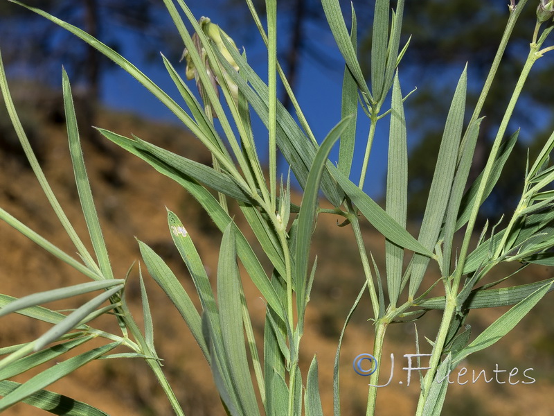 Lathyrus filiformis.02
