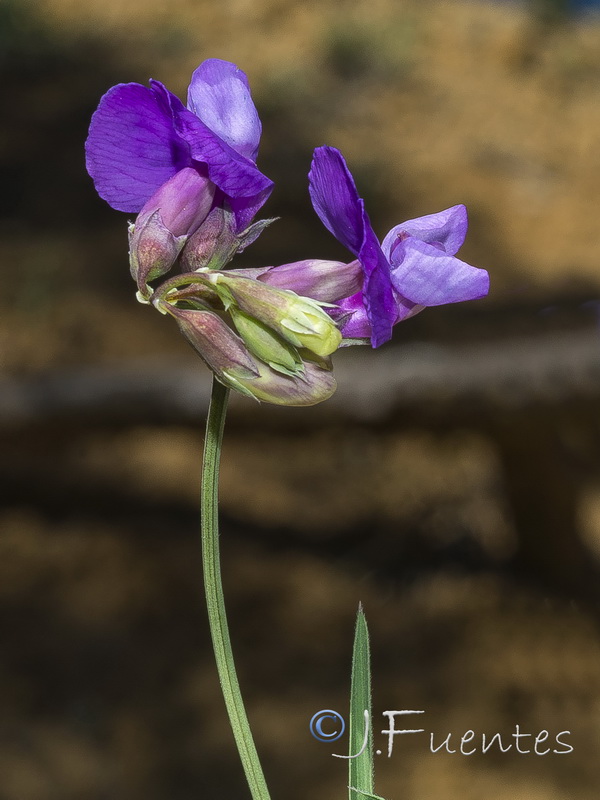 Lathyrus filiformis.03