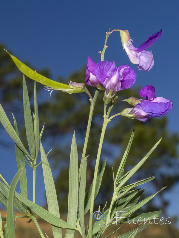 Lathyrus filiformis.04