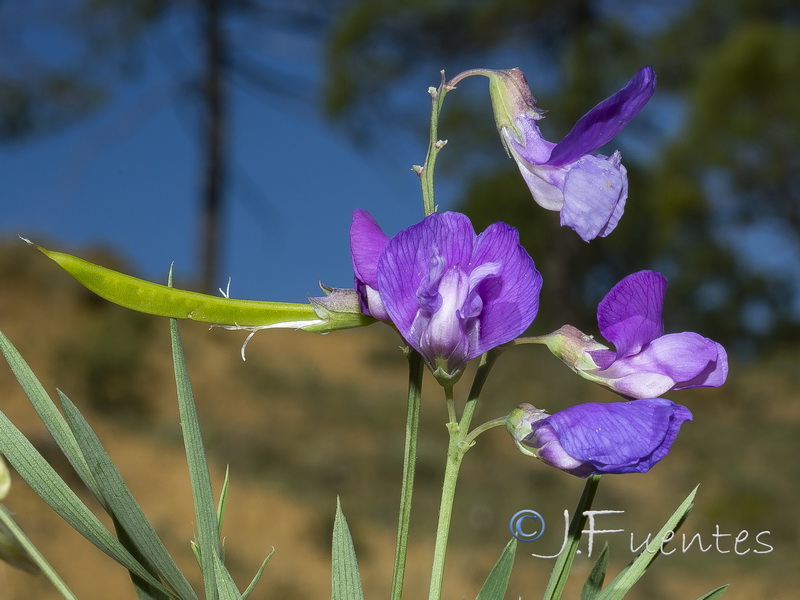 Lathyrus filiformis.05