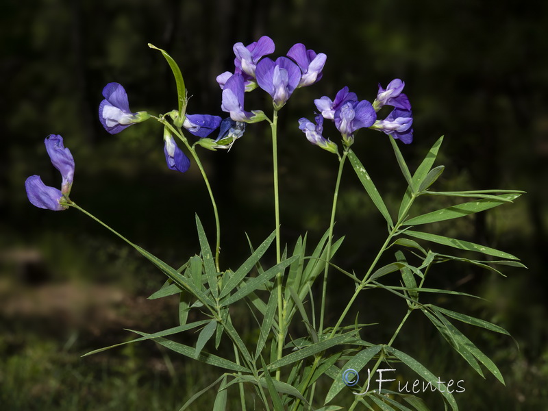 Lathyrus filiformis.06