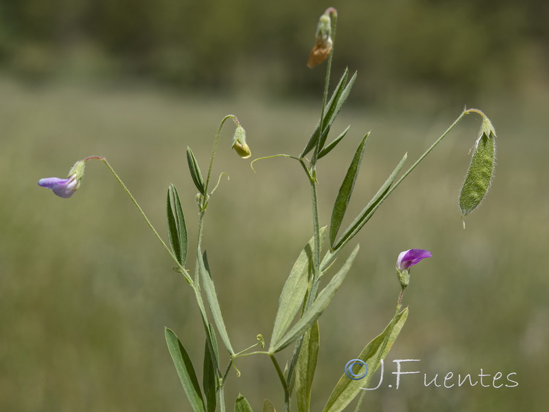 Lathyrus hirsutus.01