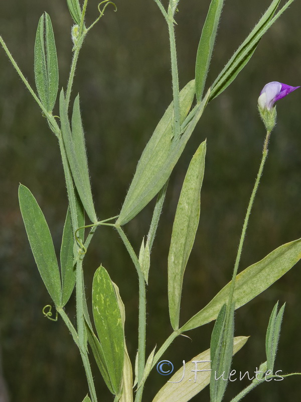 Lathyrus hirsutus.02