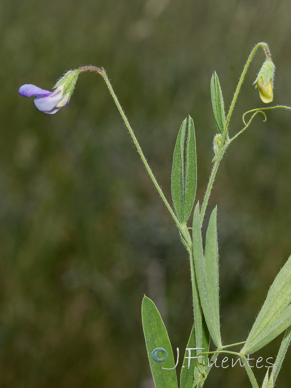 Lathyrus hirsutus.03