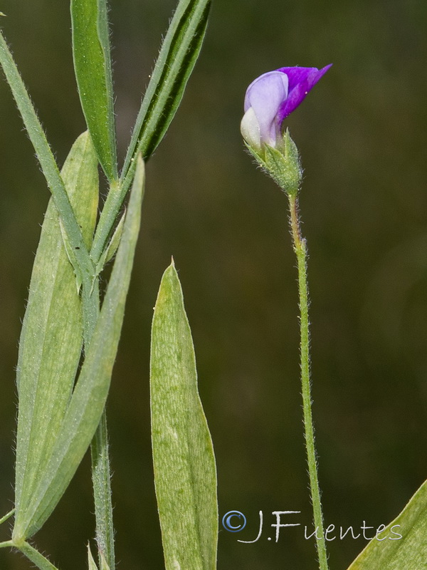 Lathyrus hirsutus.04