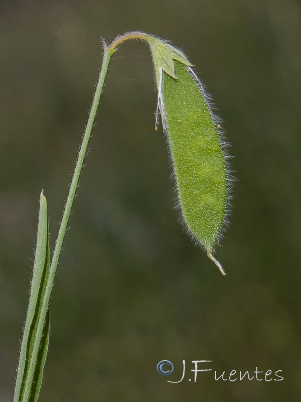 Lathyrus hirsutus.05