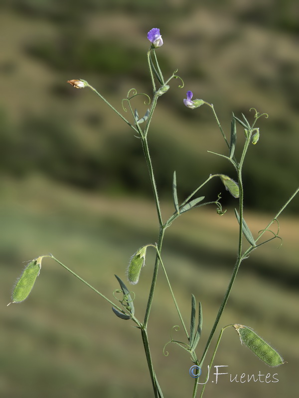 Lathyrus hirsutus.15
