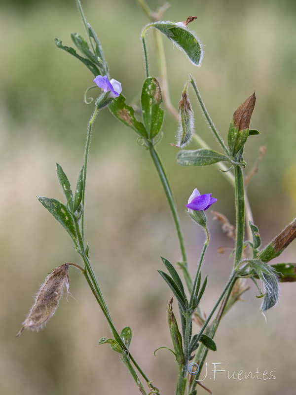 Lathyrus hirsutus.16