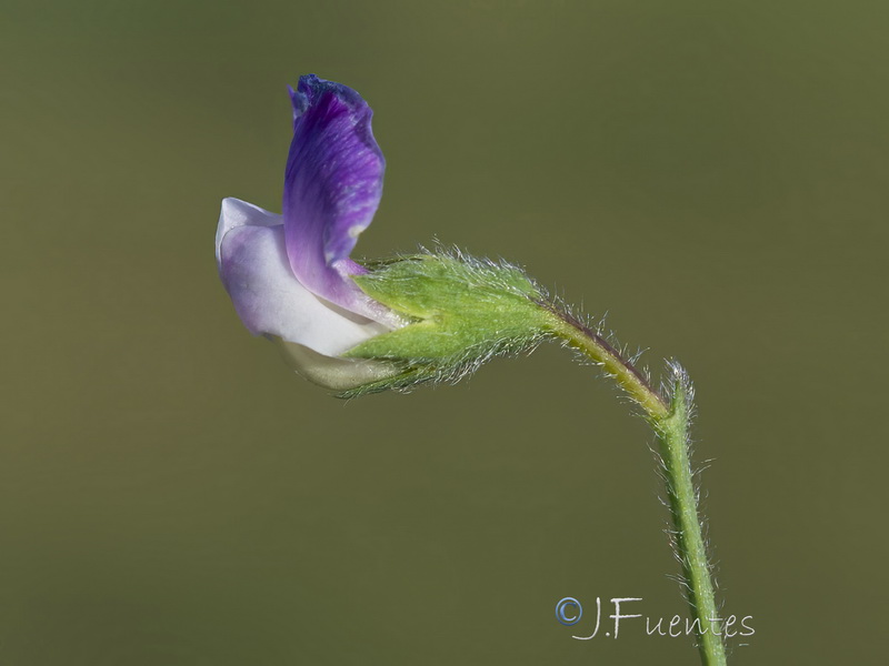 Lathyrus hirsutus.18