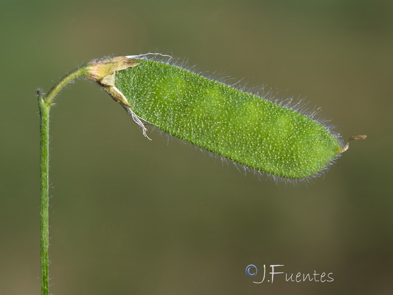 Lathyrus hirsutus.05