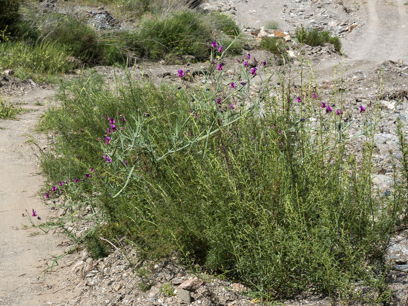Lathyrus latifolius.01