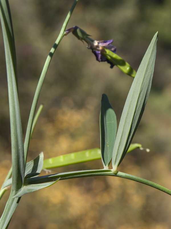 Lathyrus latifolius.03