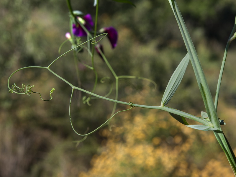 Lathyrus latifolius.05