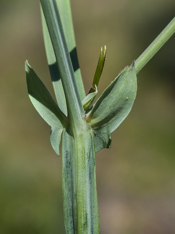 Lathyrus latifolius.06