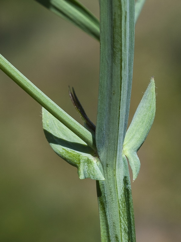 Lathyrus latifolius.07