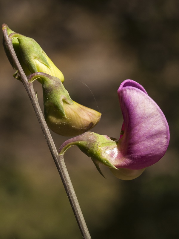 Lathyrus latifolius.09