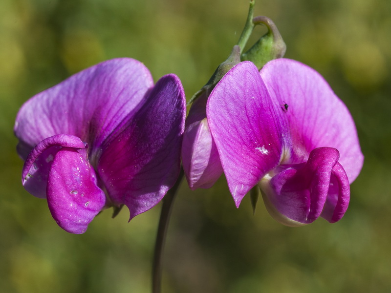 Lathyrus latifolius.13