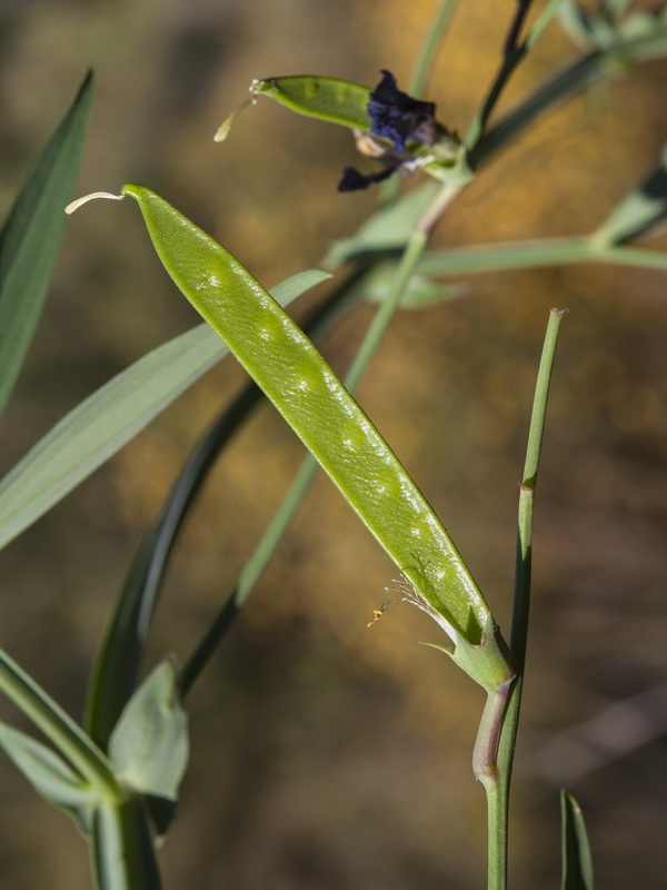 Lathyrus latifolius.22