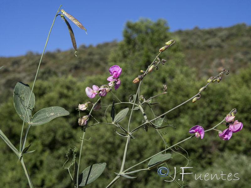 Lathyrus latifolius.27