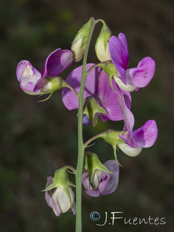 Lathyrus latifolius.08