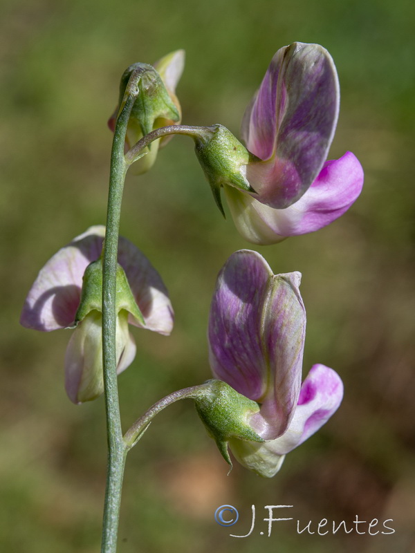 Lathyrus latifolius.34