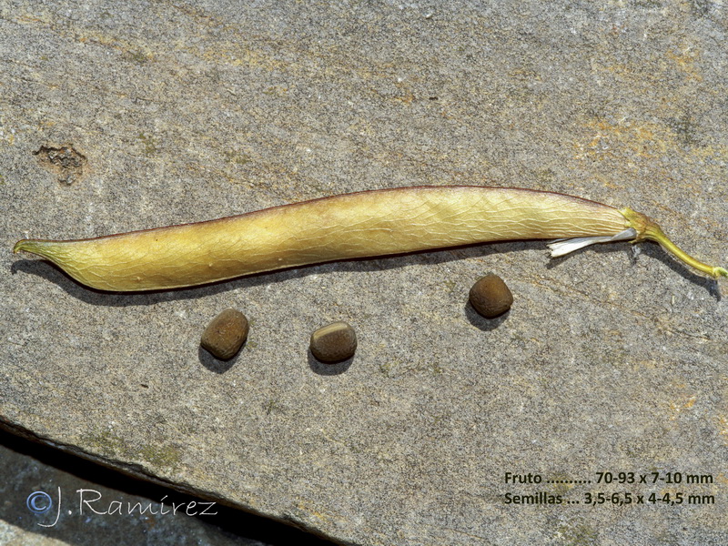 Lathyrus latifolius.24