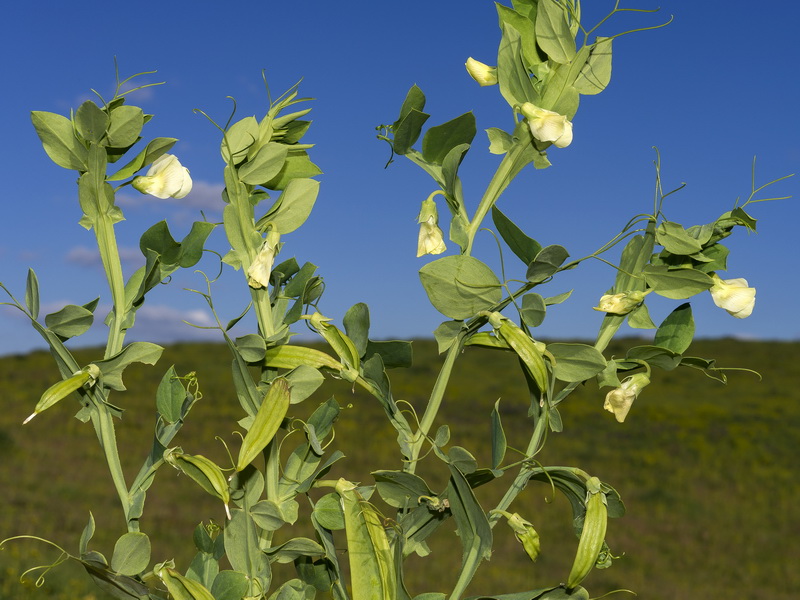 Lathyrus ochrus.01