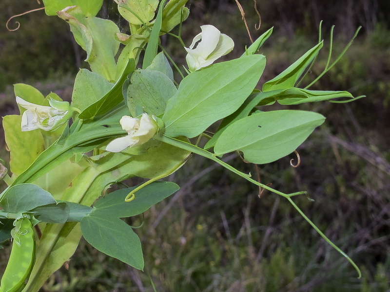 Lathyrus ochrus.02