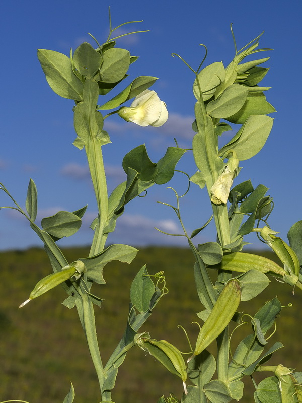 Lathyrus ochrus.04