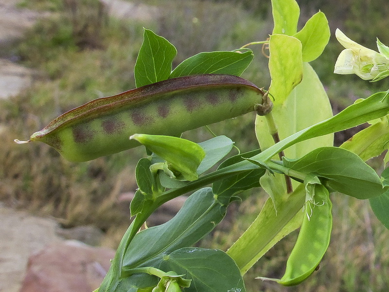 Lathyrus ochrus.07