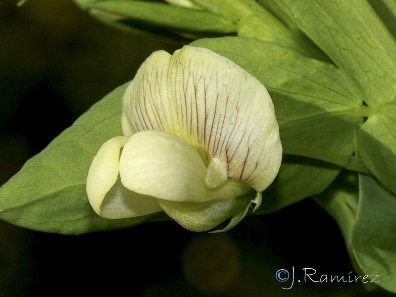 Lathyrus ochrus.06