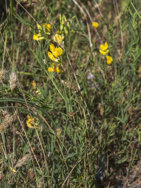 Lathyrus pratensis.01