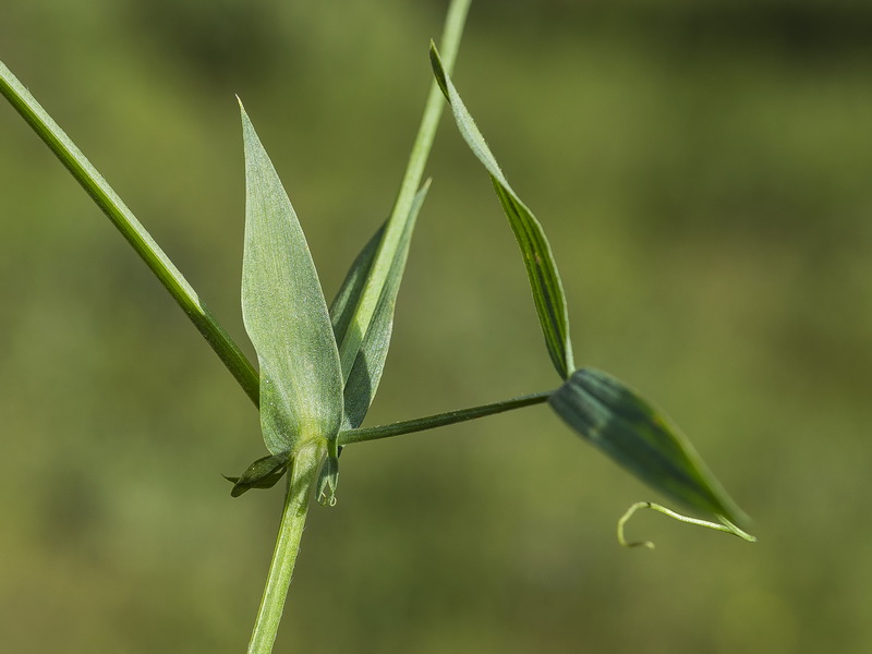 Lathyrus pratensis.06