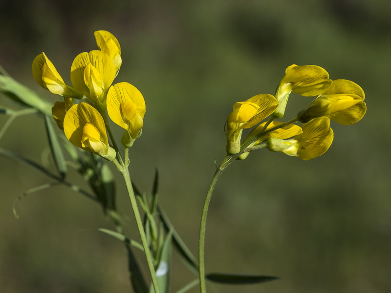 Lathyrus pratensis.09