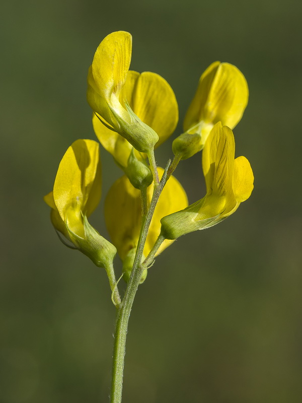 Lathyrus pratensis.10