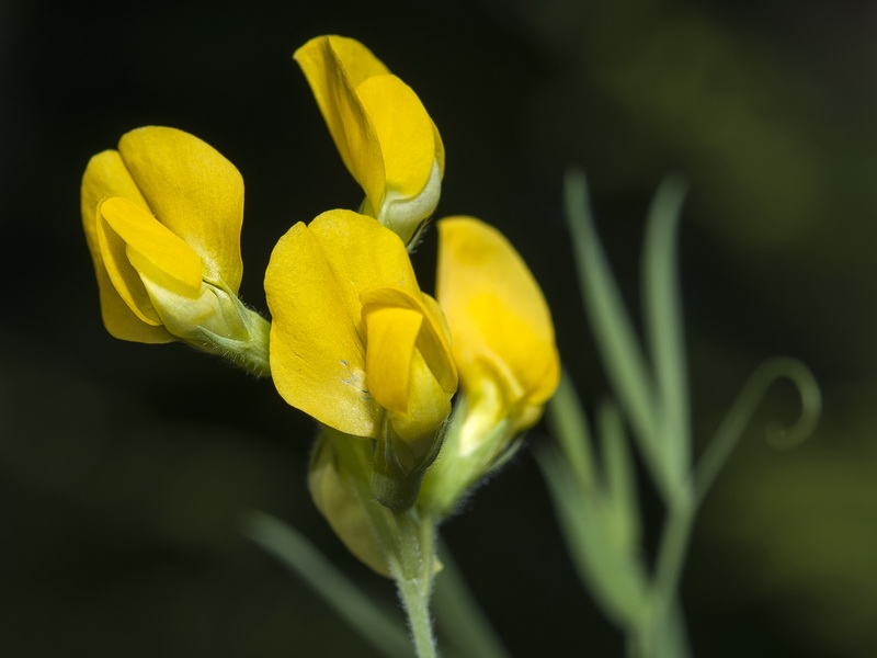 Lathyrus pratensis.12