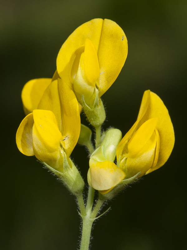 Lathyrus pratensis.13