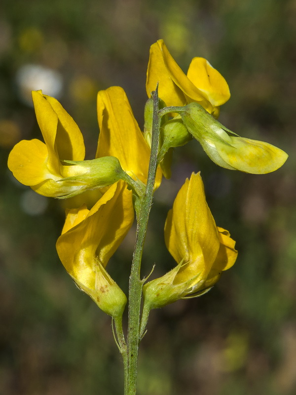 Lathyrus pratensis.16