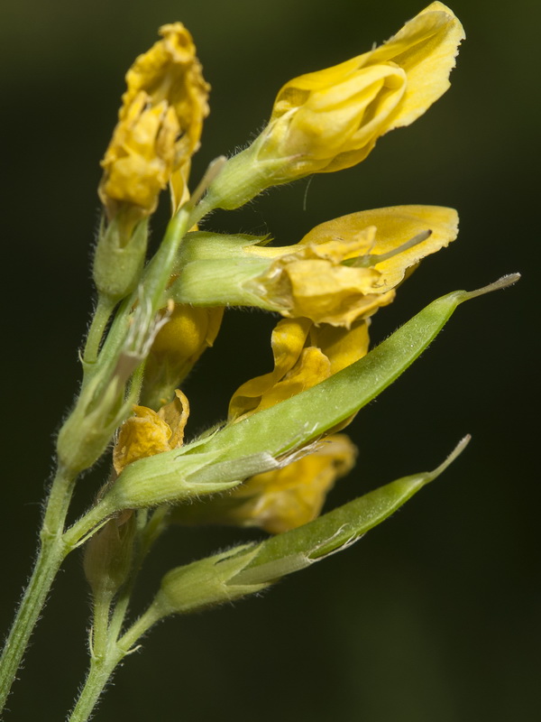 Lathyrus pratensis.17