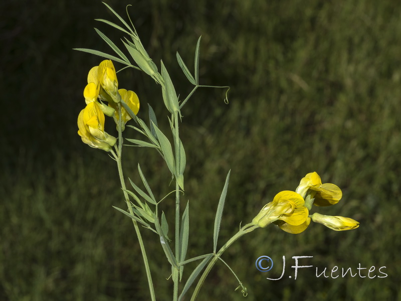 Lathyrus pratensis.20