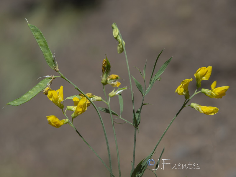 Lathyrus pratensis.21