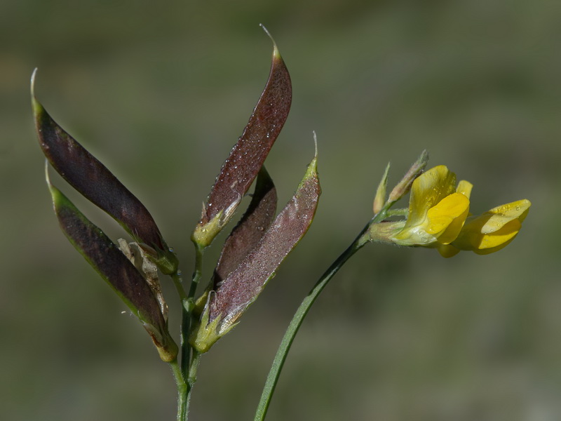 Lathyrus pratensis.22