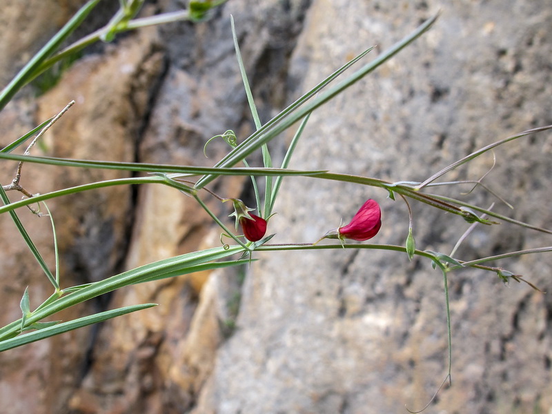 Lathyrus setifolius.02