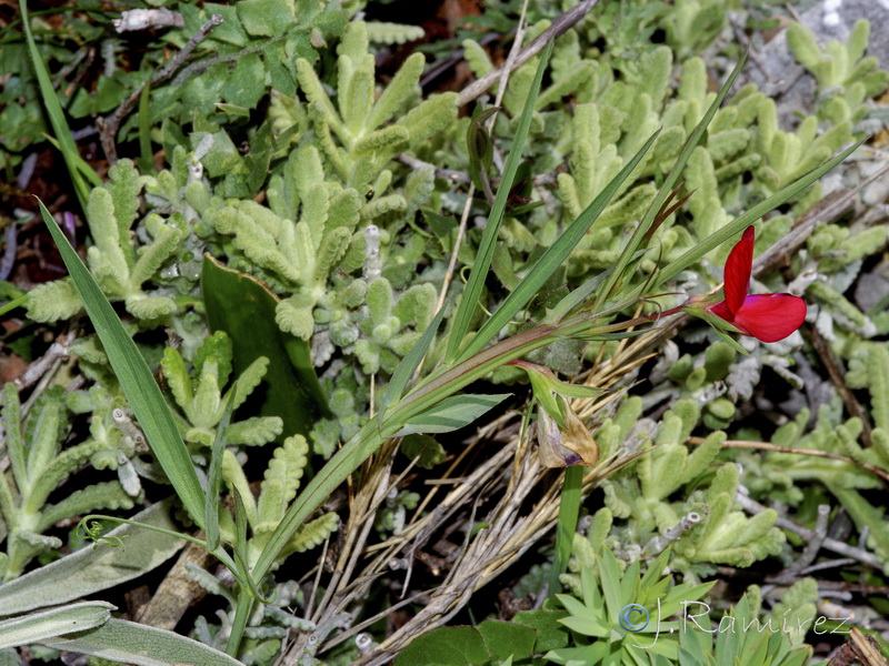 Lathyrus setifolius.03