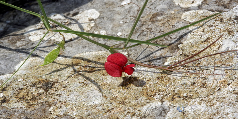 Lathyrus setifolius.04