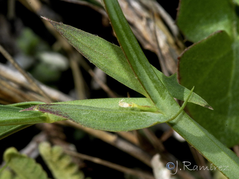 Lathyrus setifolius.06