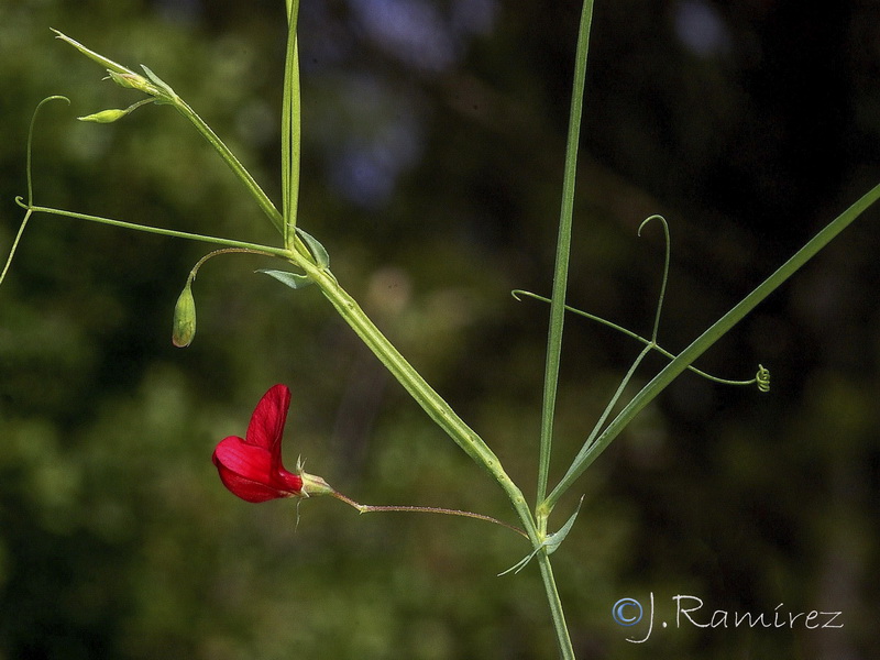 Lathyrus setifolius.01